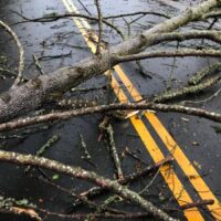 TreeDebris